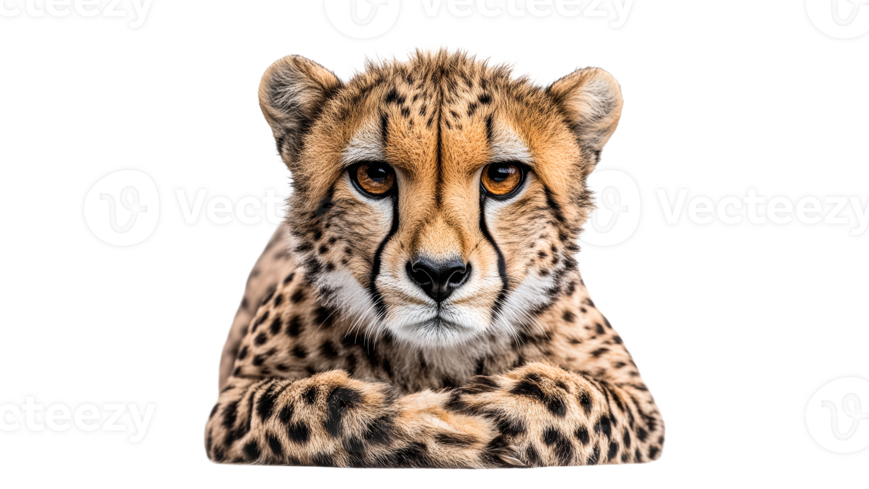 Cheetah resting calmly on a white background png