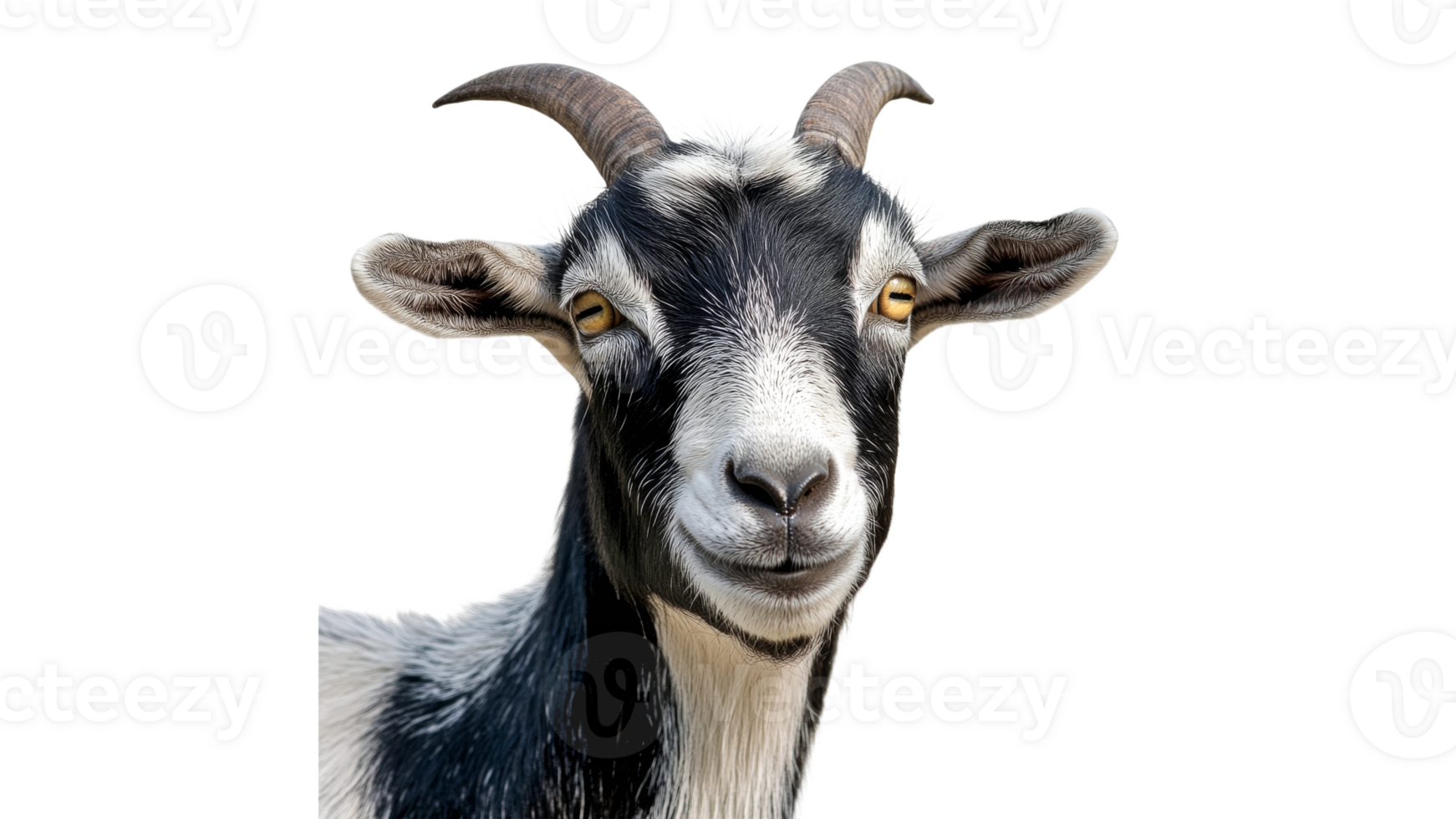 Goat with unique facial expression posing calmly png