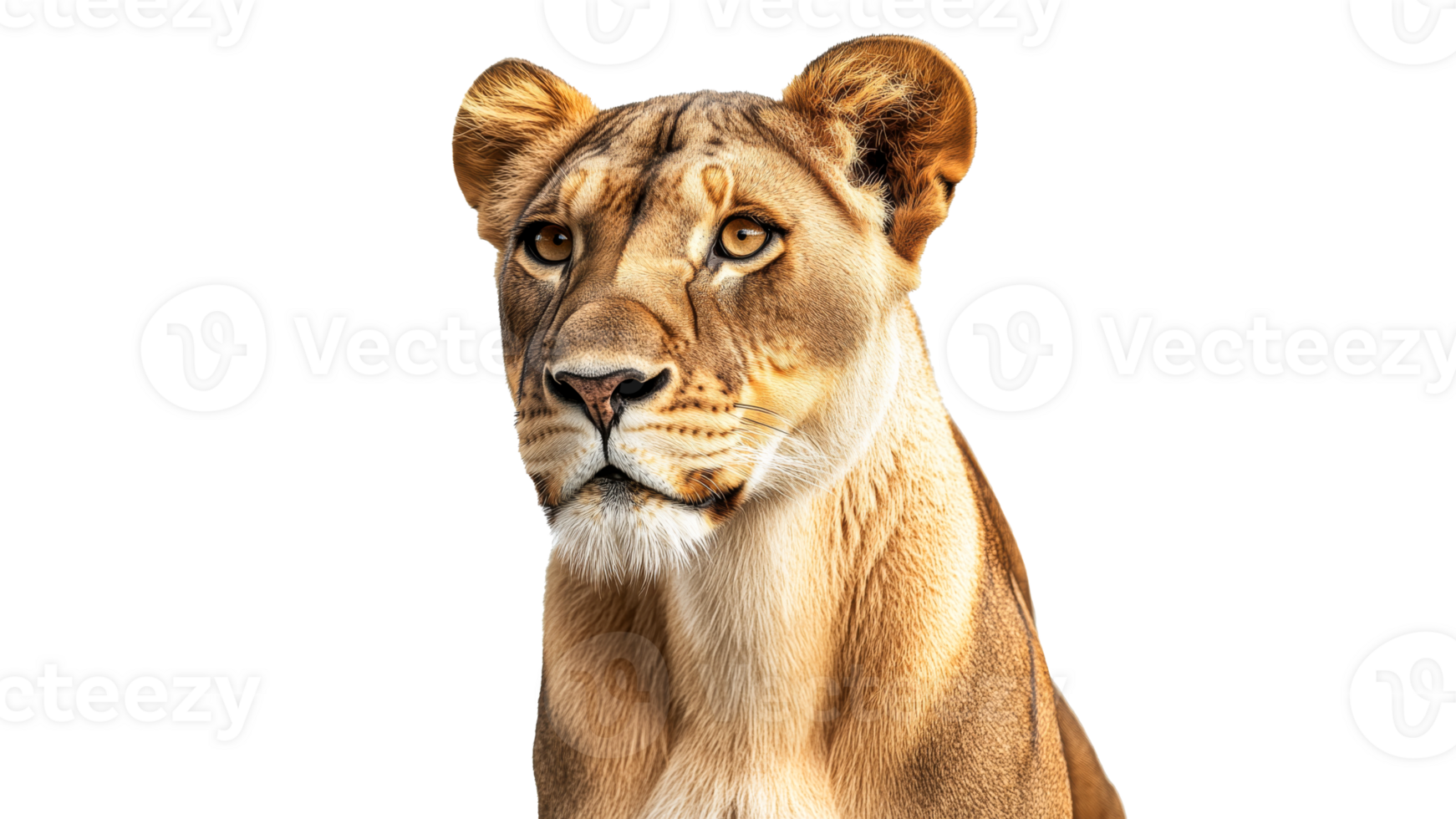Lioness displaying calm demeanor in studio setting png
