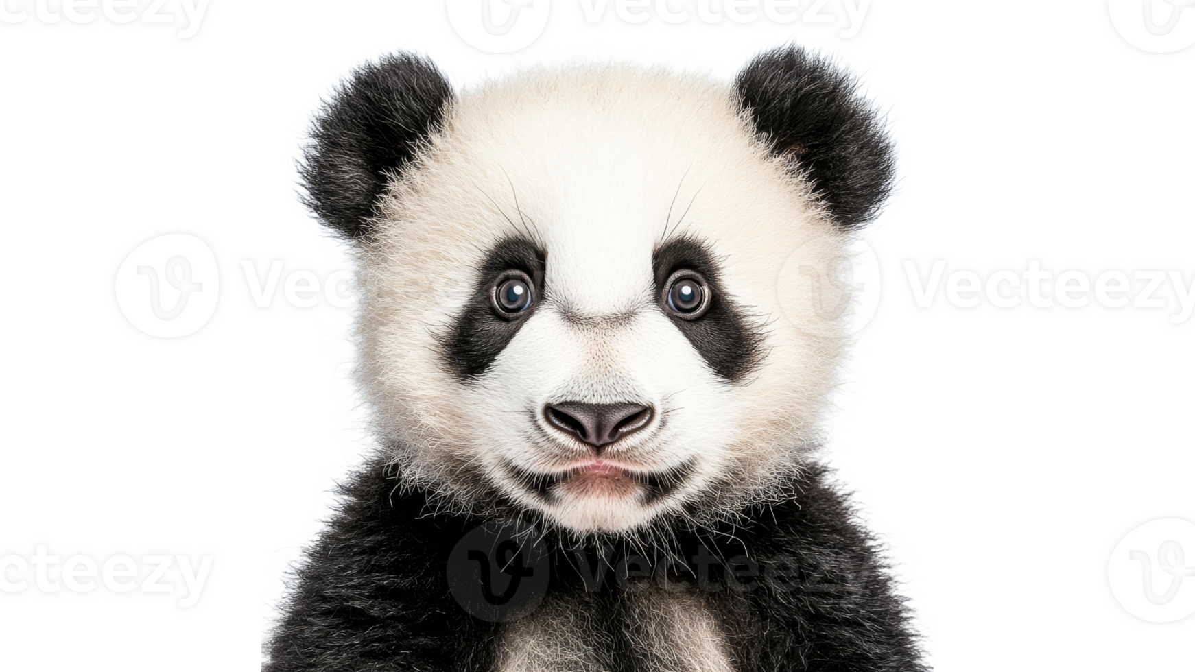 Cute panda cub with big sparkling eyes png
