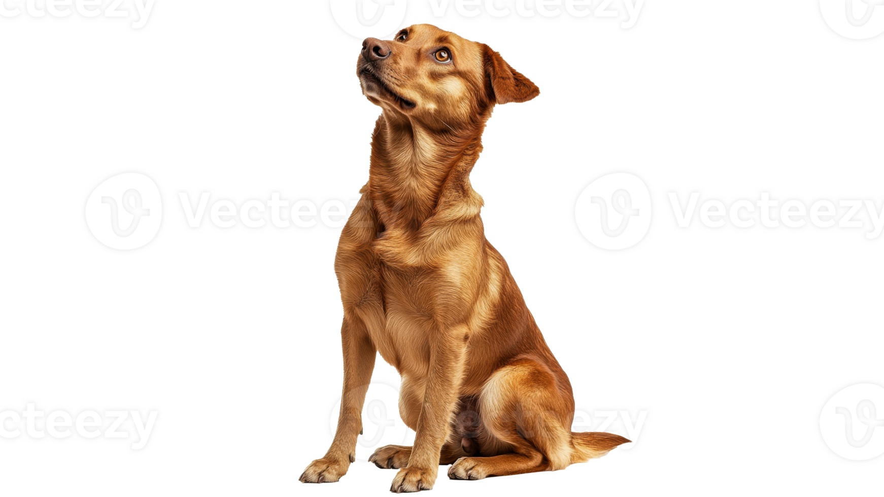 Brown dog looking upwards in a neutral setting png