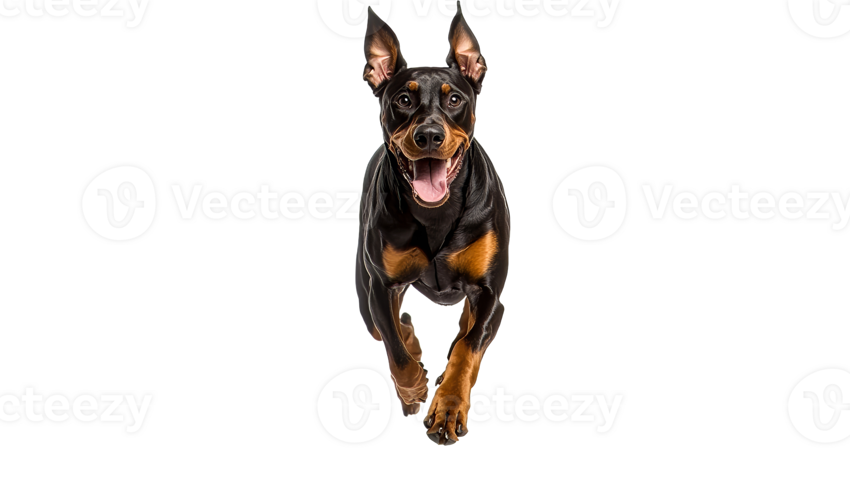 Doberman running joyfully indoors during the day png