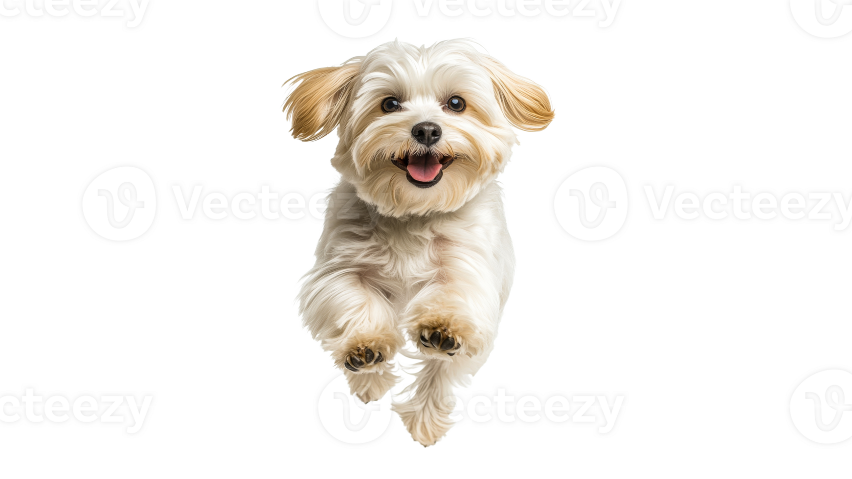 Happy small dog jumping with excitement and joy png