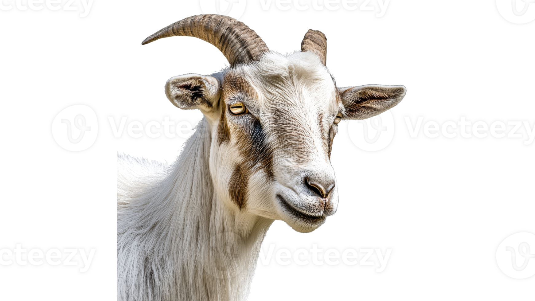 Goat with unique markings in bright light png