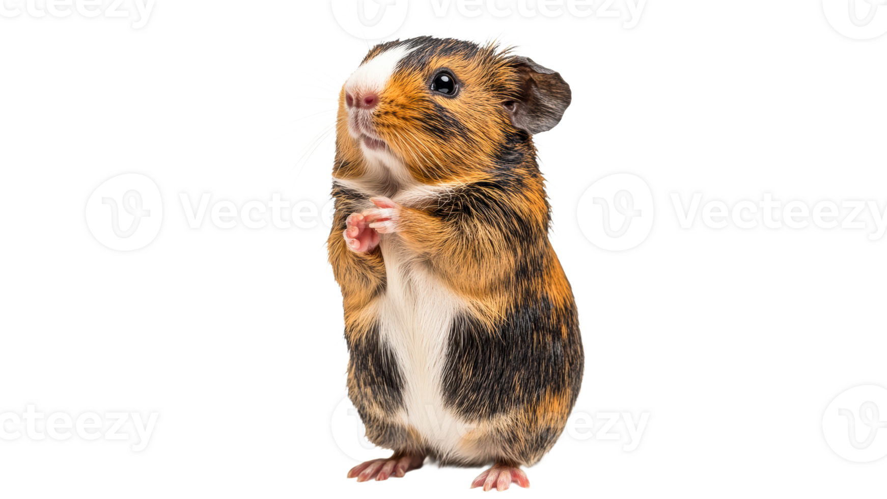 Cute guinea pig standing upright in playful pose png
