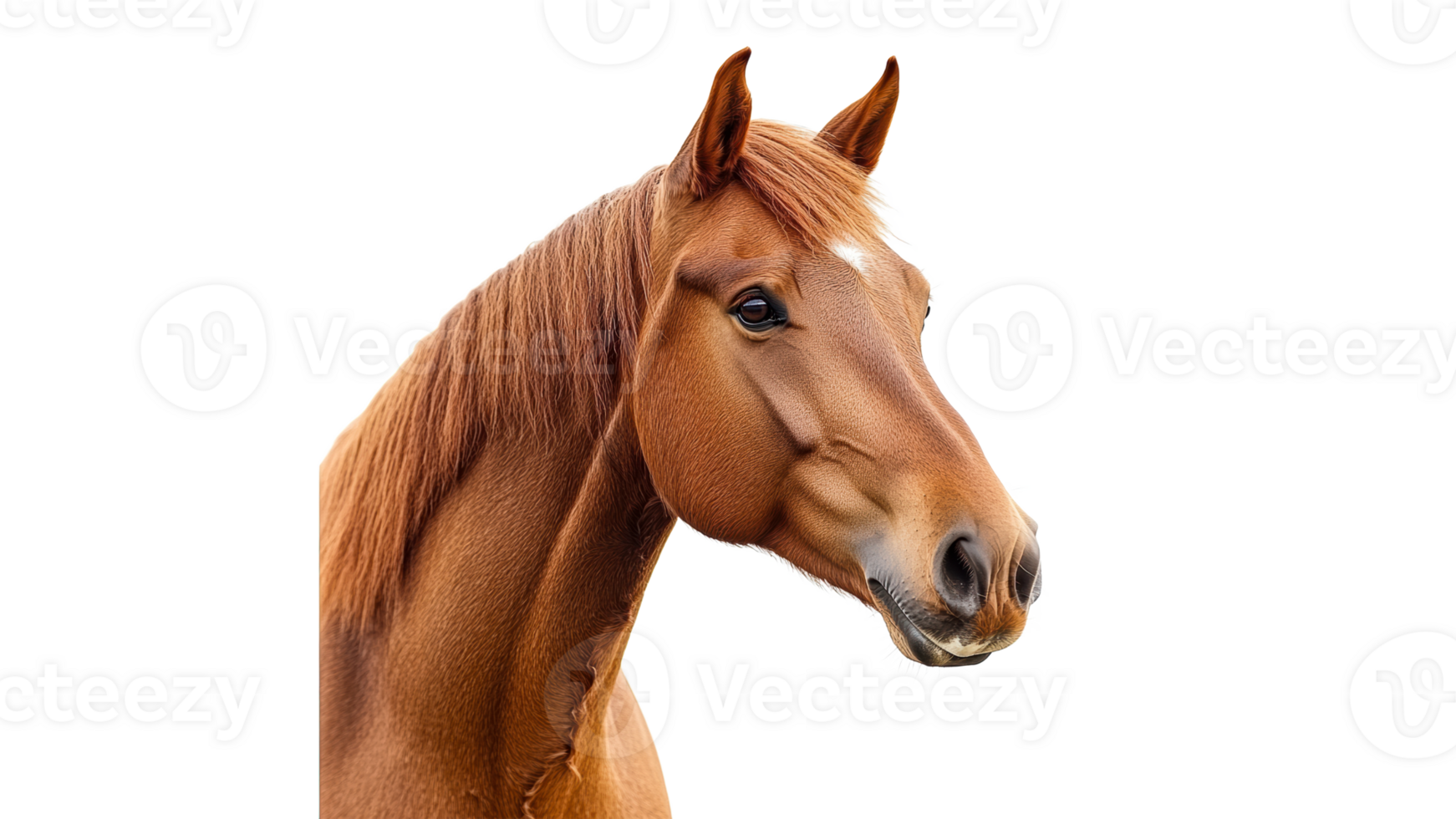 Close up view of a chestnut horses head png