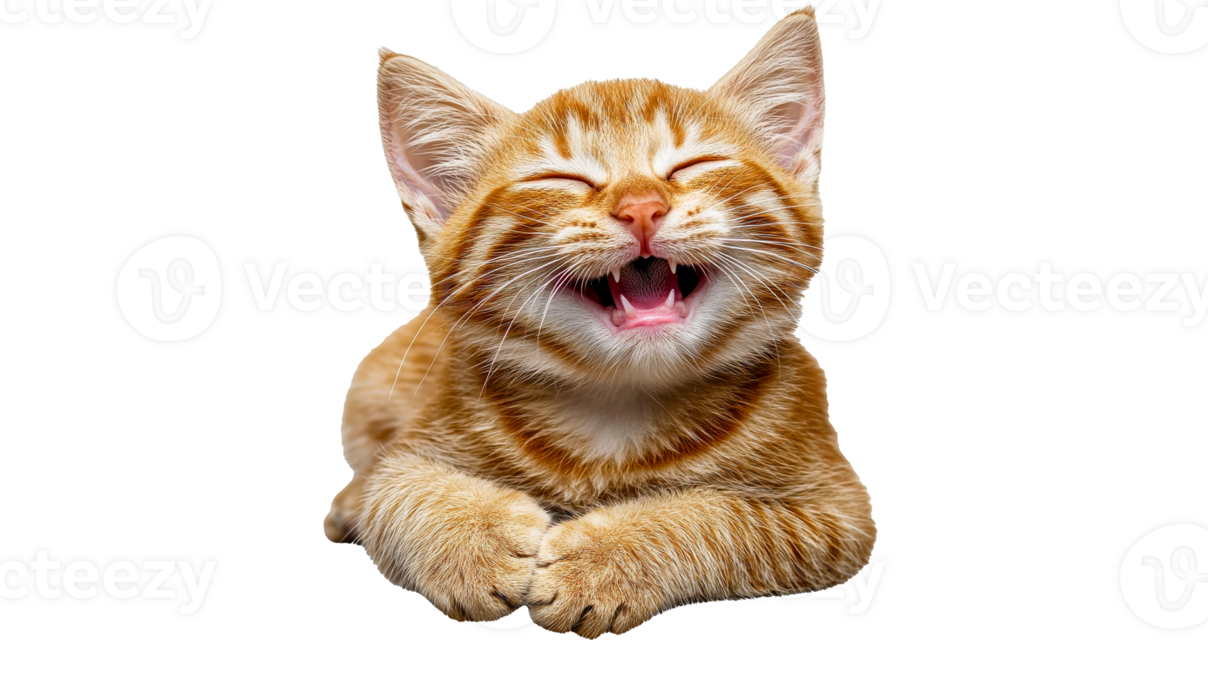 Happy orange kitten enjoying a moment of joy png