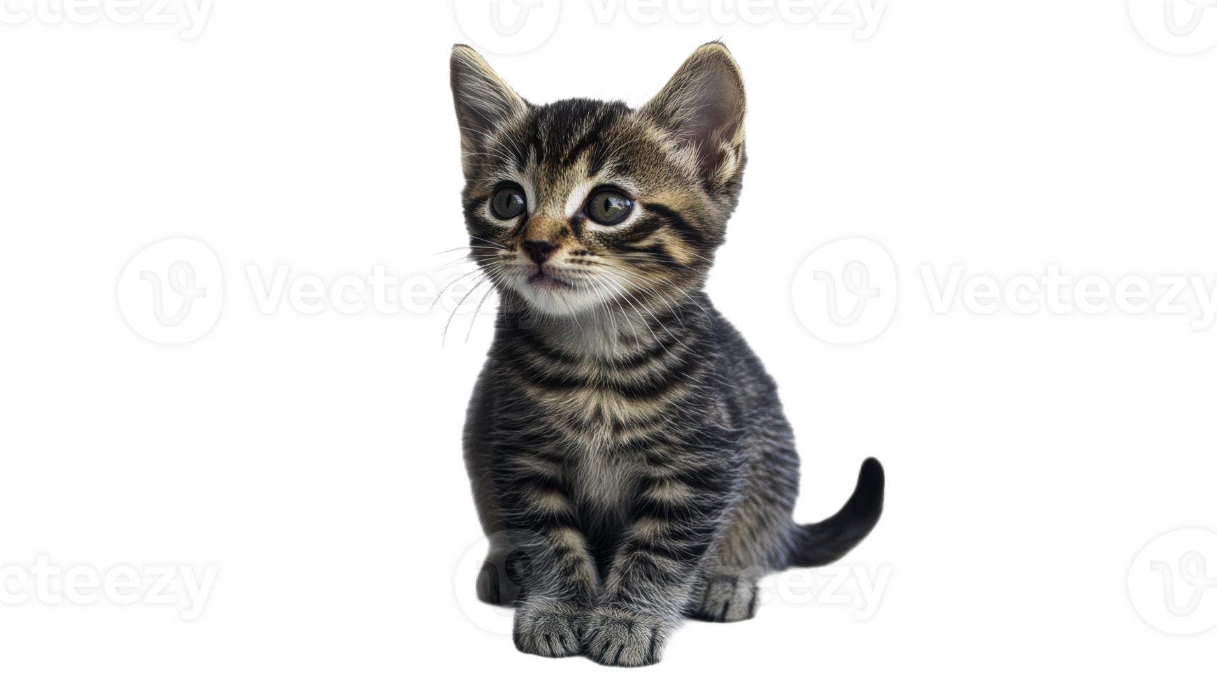 Cute kitten sitting and looking curiously around transparent png
