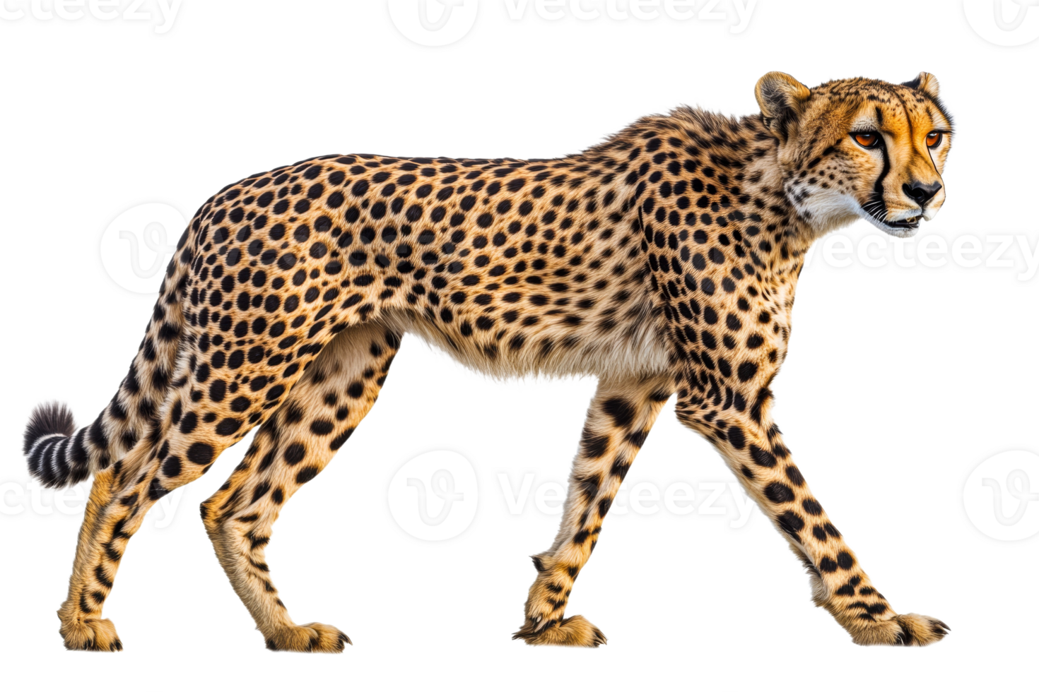 Cheetah walking gracefully across a plain transparent png
