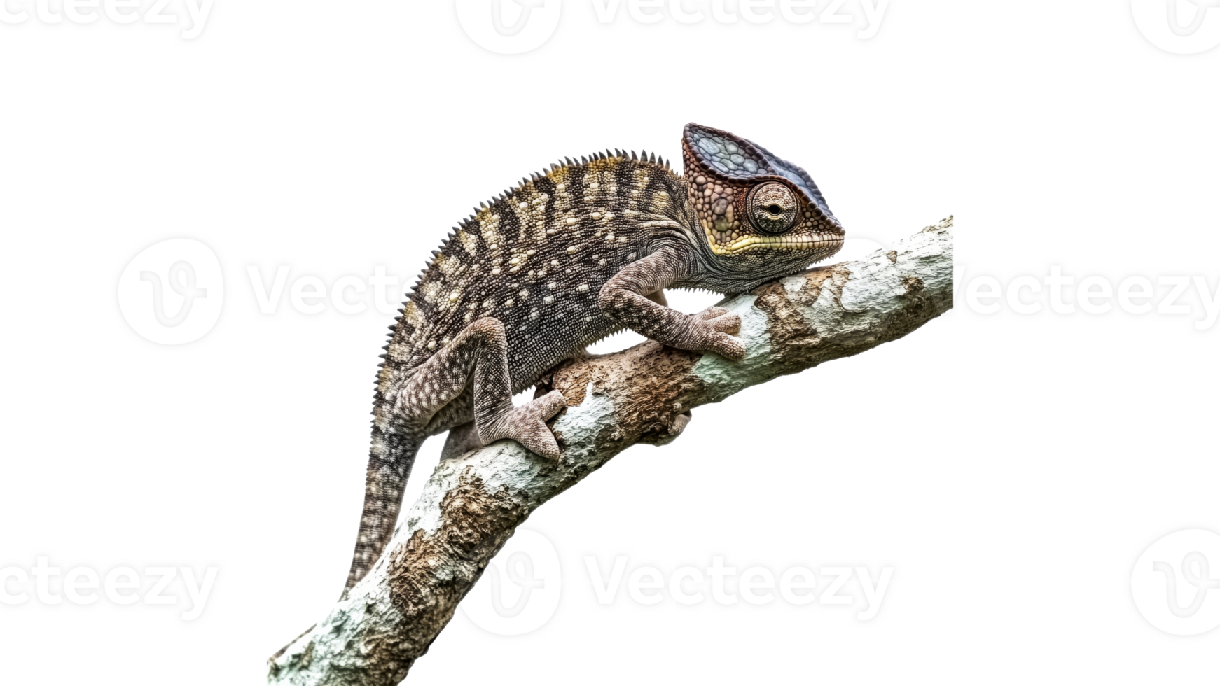 Colorful chameleon perched on a branch in nature transparent png