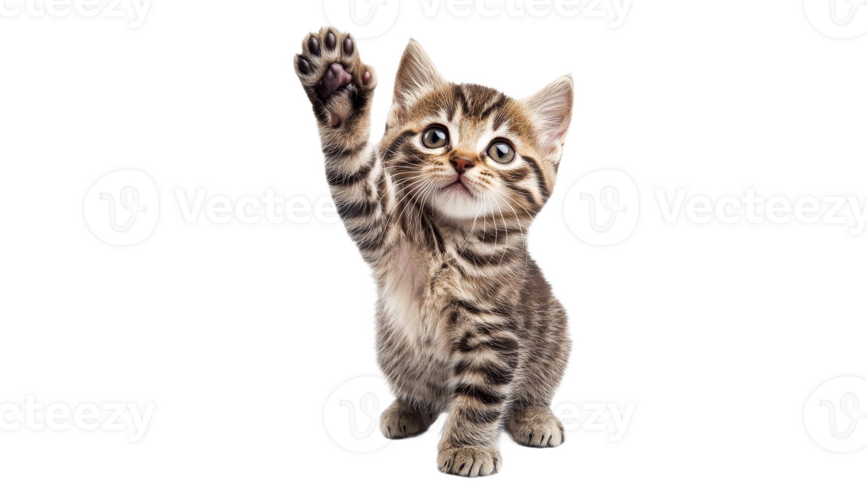 Cute kitten raising paw in playful gesture transparent png