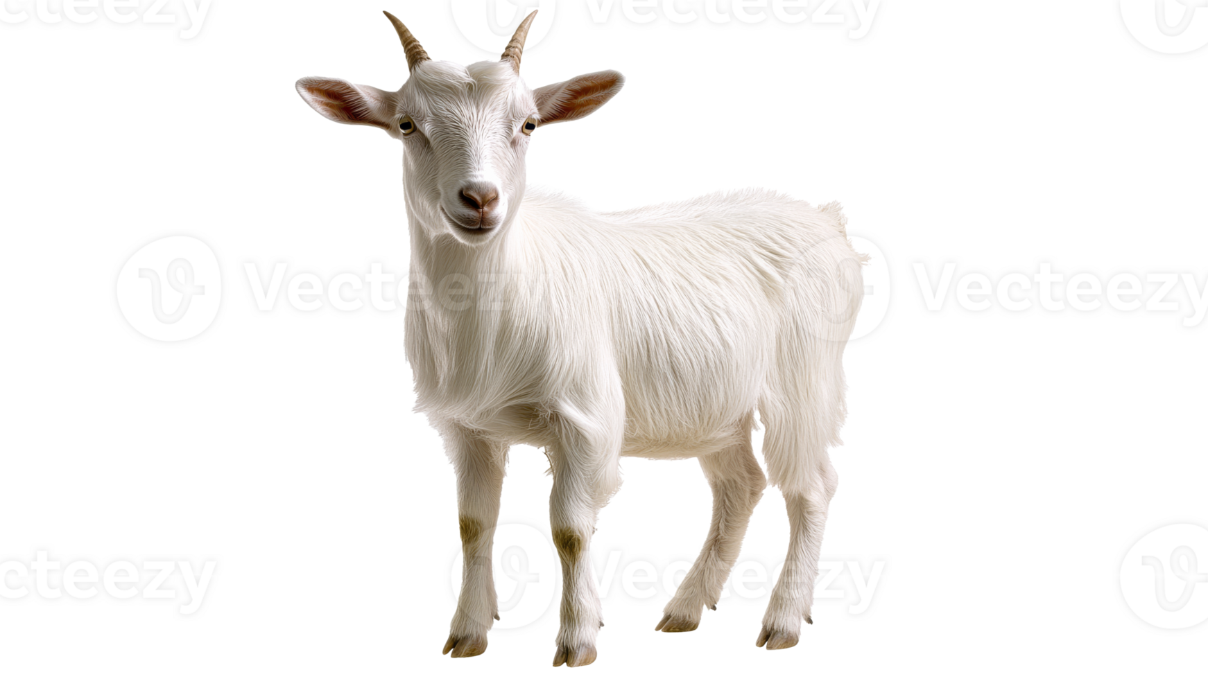 White goat standing on a plain transparent background png