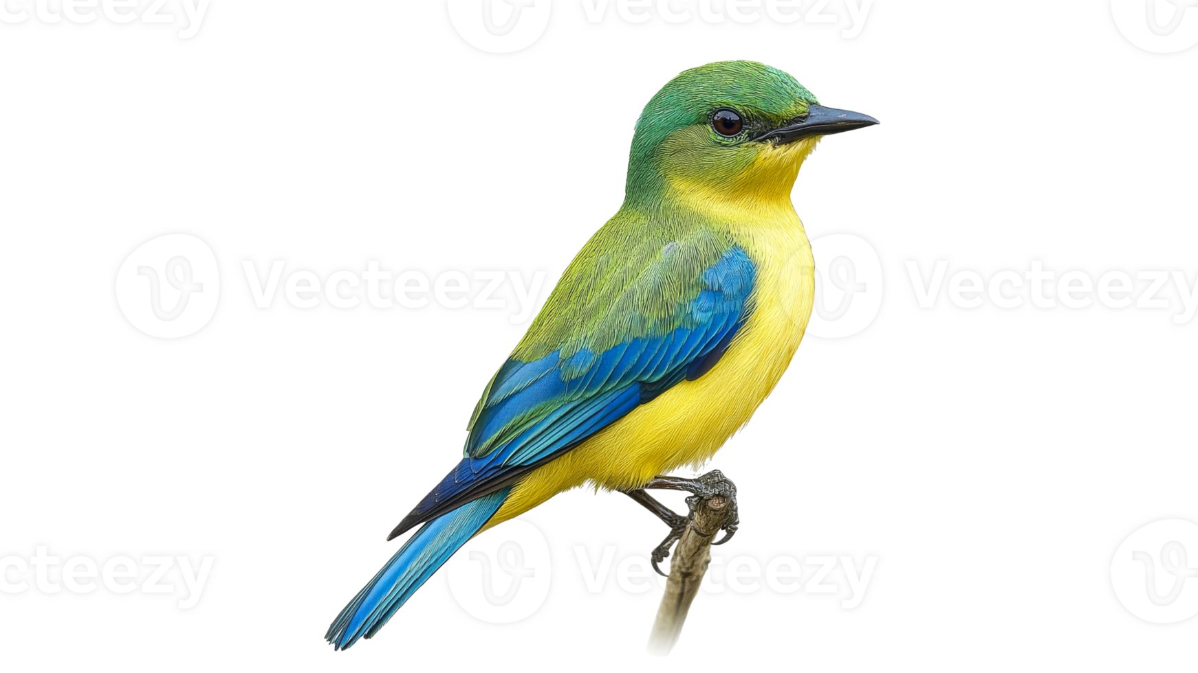 Colorful bird perched on a branch in nature transparent png