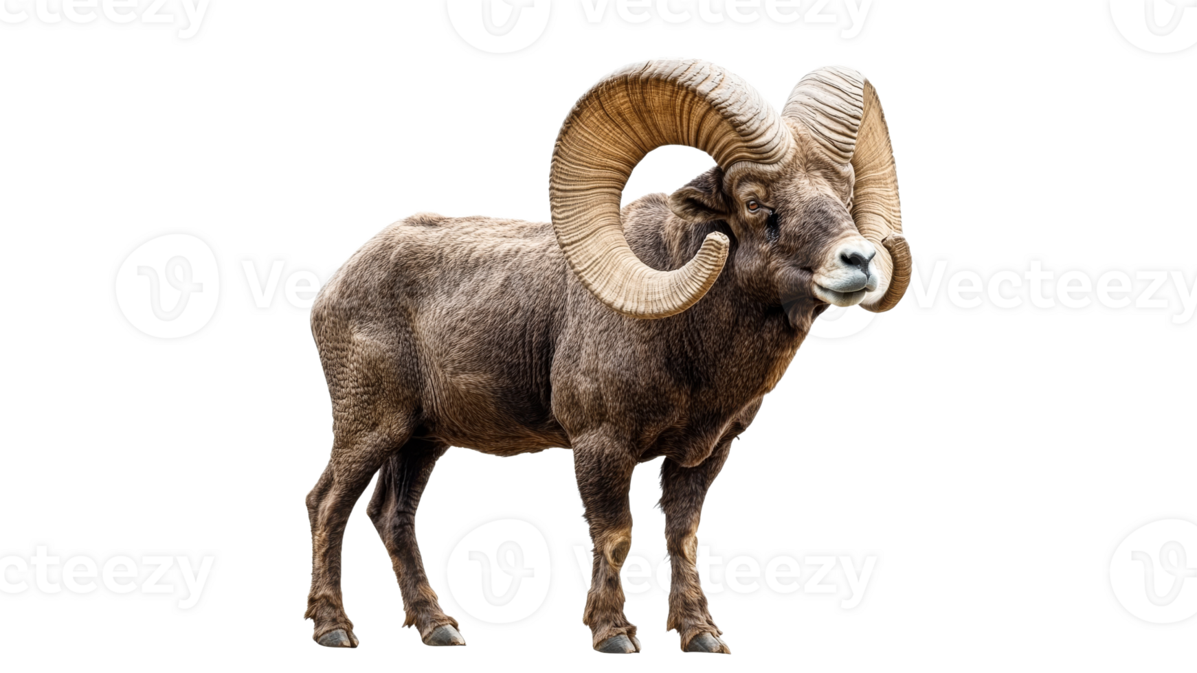 Majestic bighorn sheep standing proudly in nature transparent png