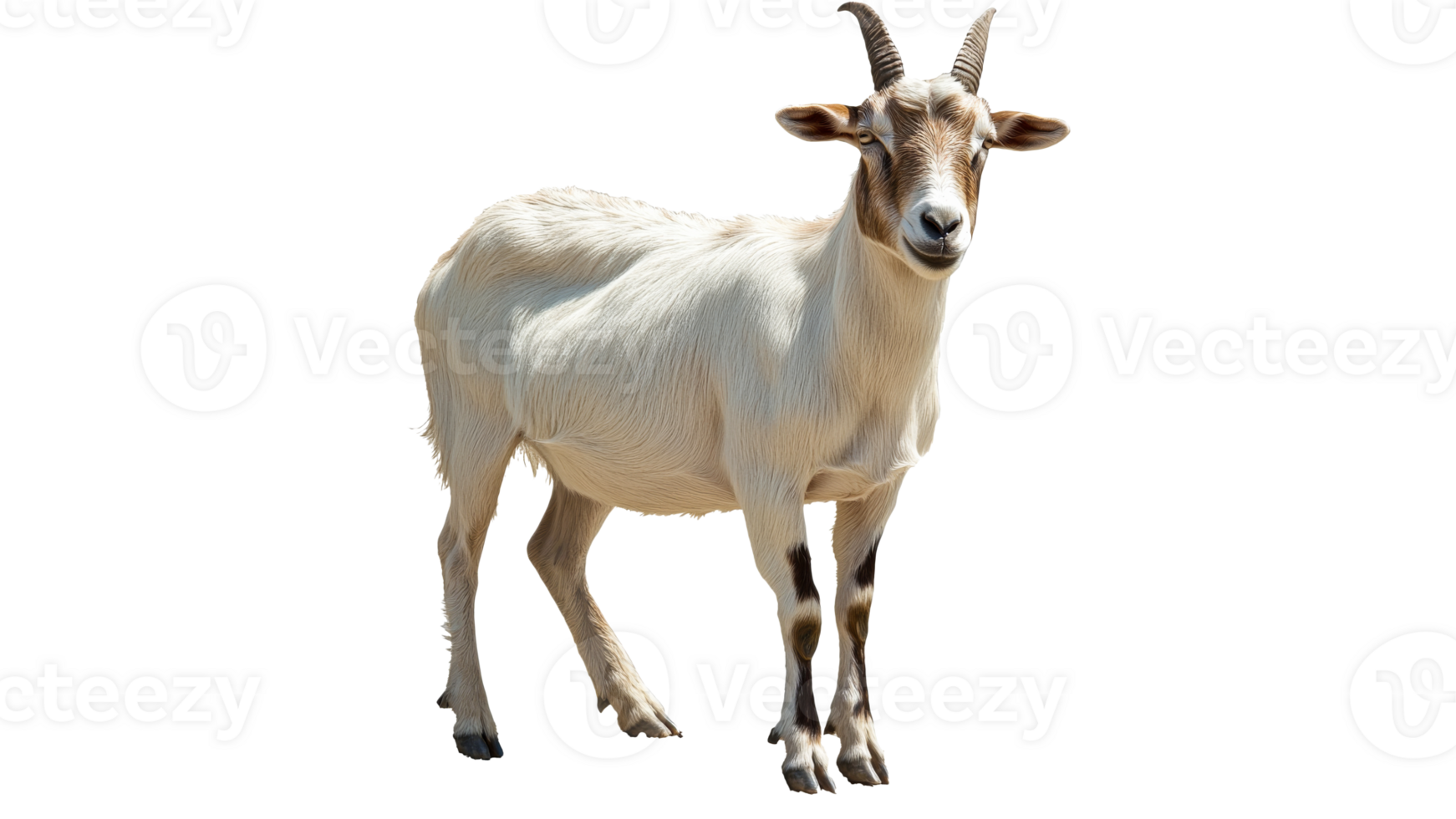White goat standing on transparent background png