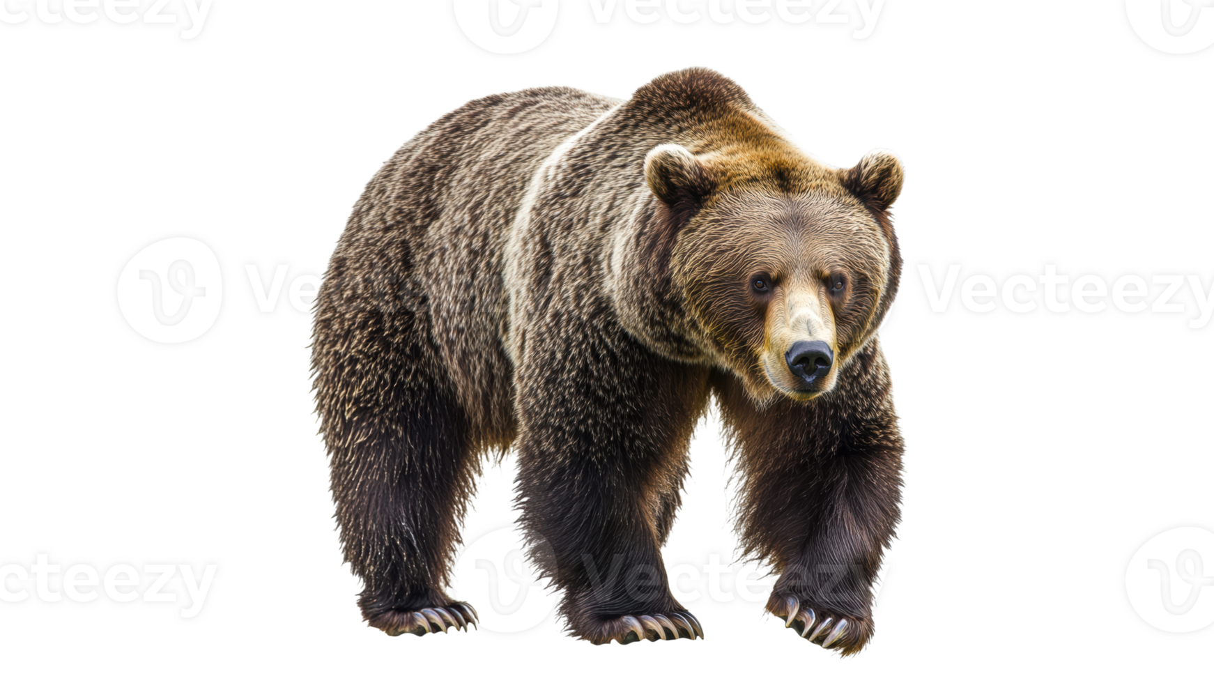 Grizzly bear walking on a transparent background png