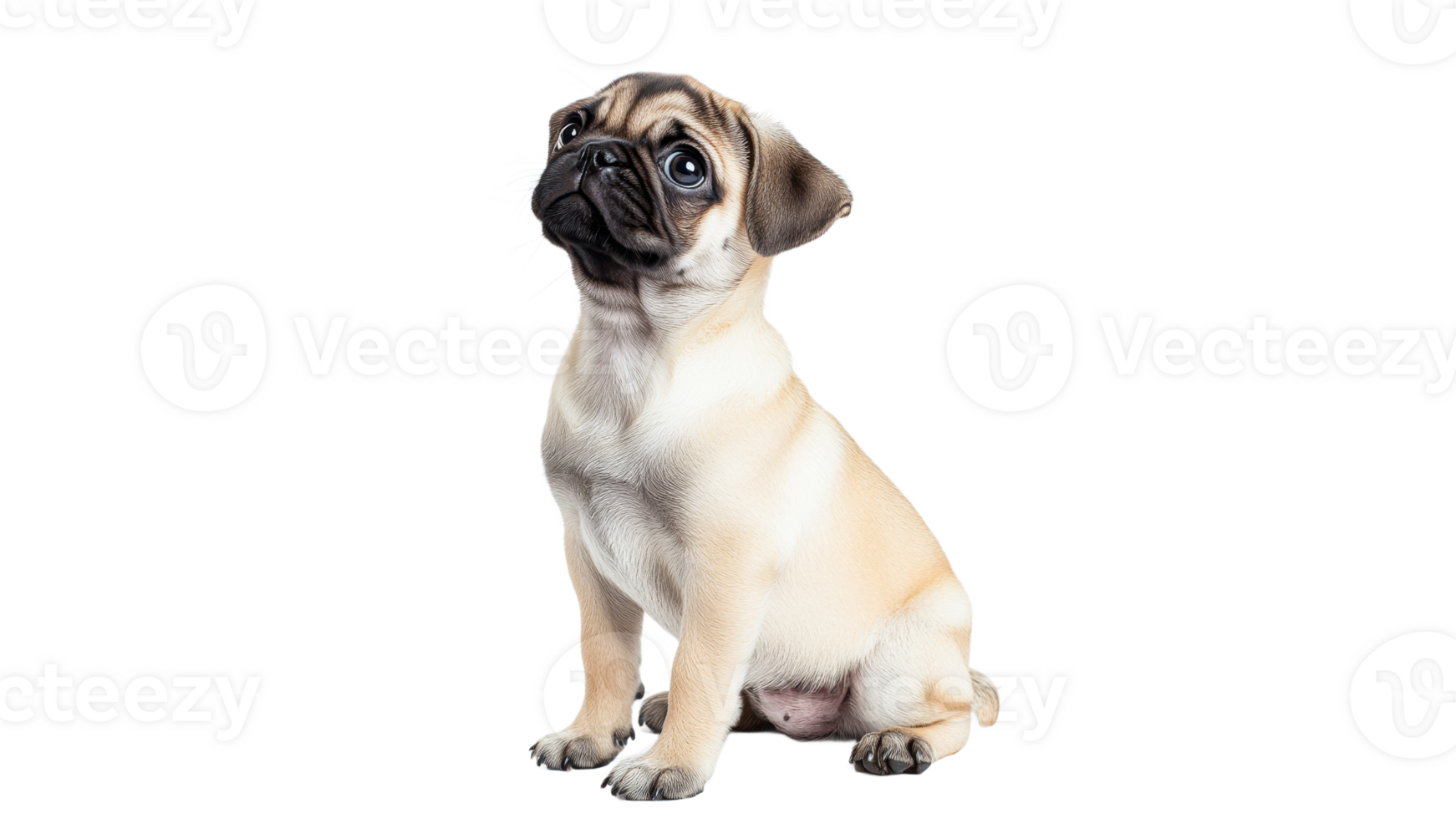 Cute pug sitting and looking curiously at camera transparent png