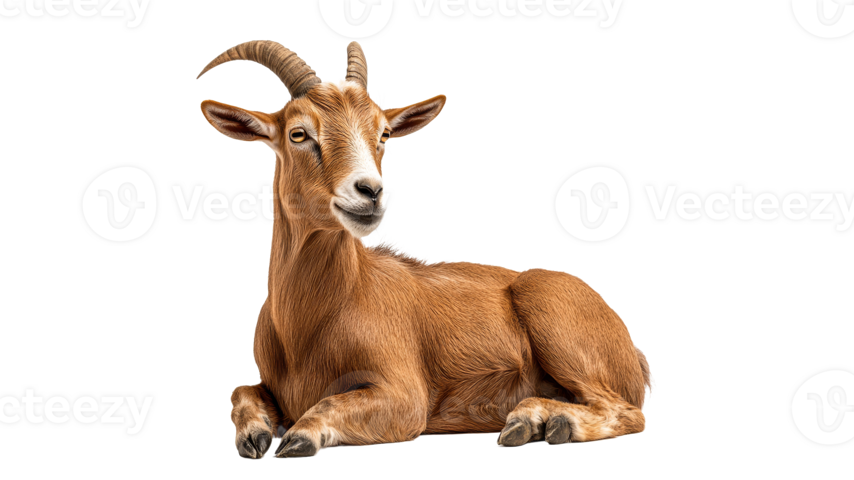 Goat resting peacefully on a white background png