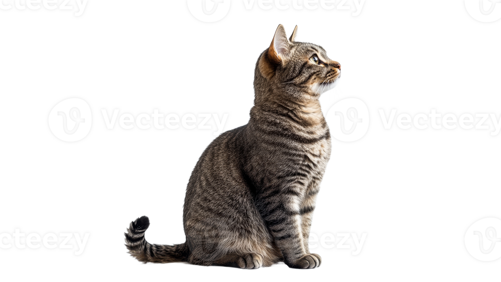 Striped cat sitting calmly and looking aside png