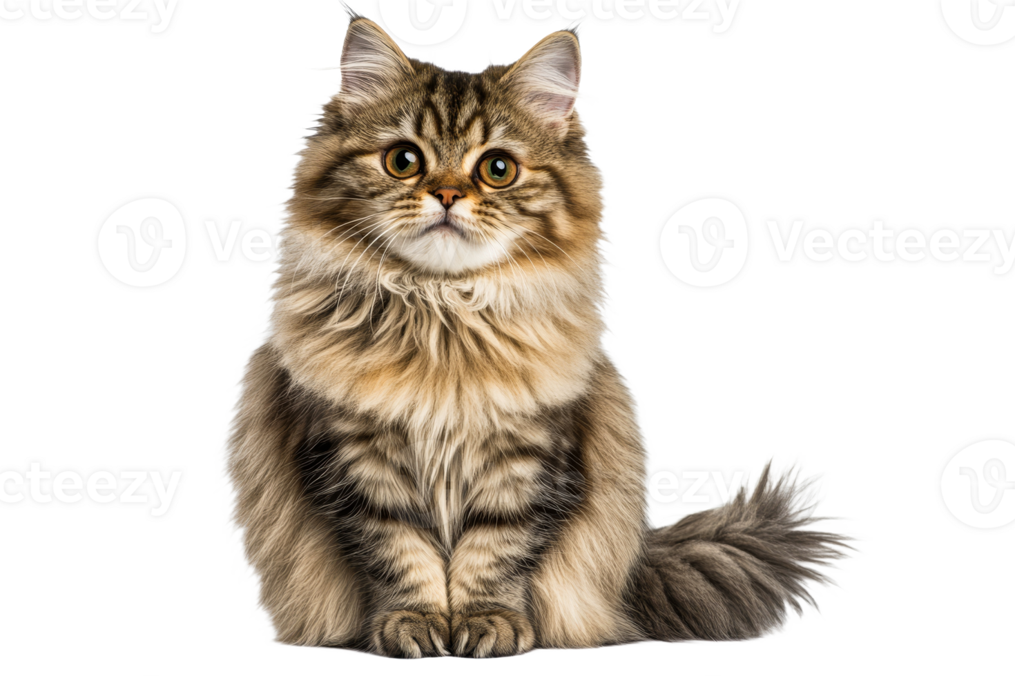 Fluffy cat poses adorably against a plain backdrop png