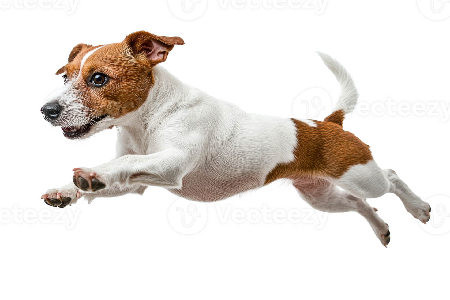 Playful dog leaps joyfully in open space png