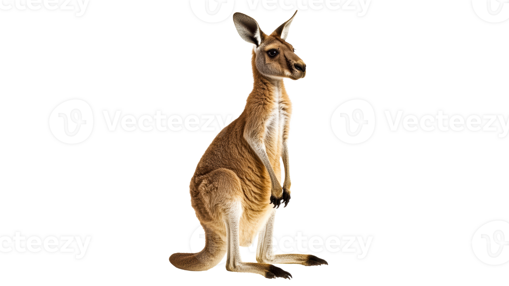 Kangaroo standing tall in a natural pose png