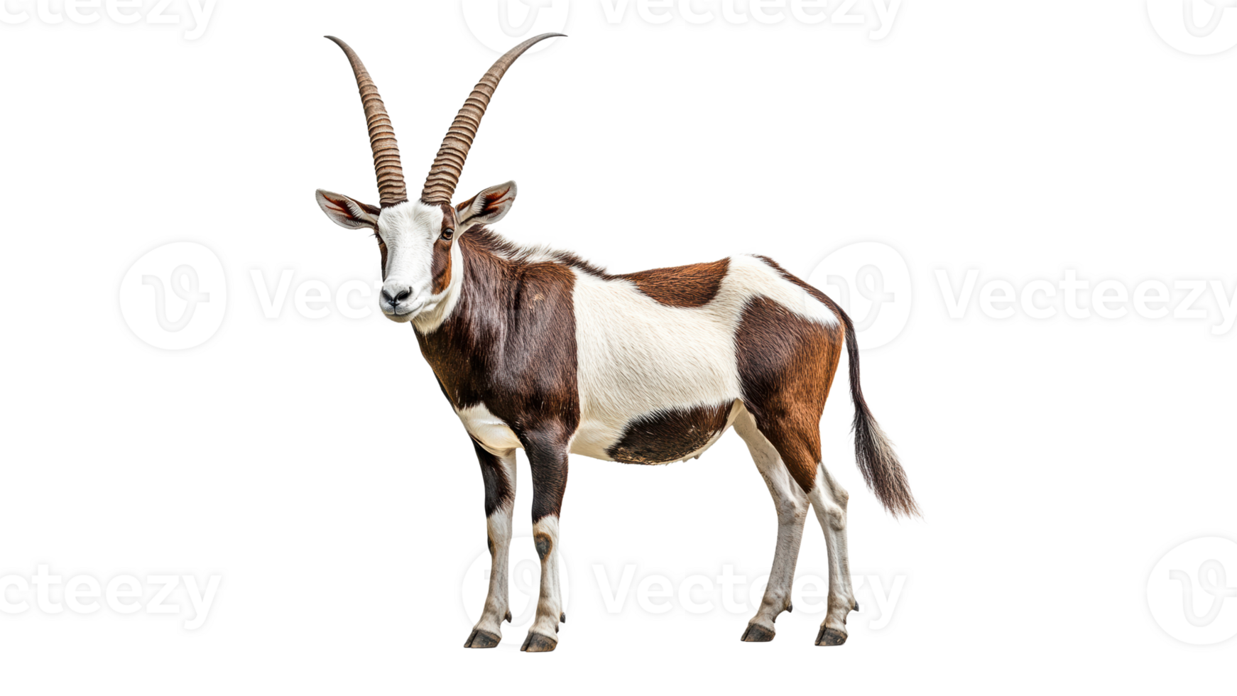 Unique antelope with striking horns and coat png