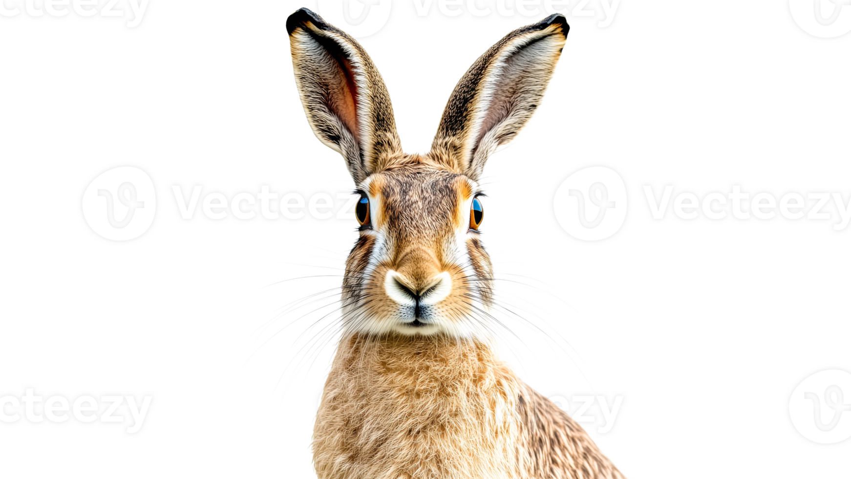 Close up view of a curious brown hare in nature png