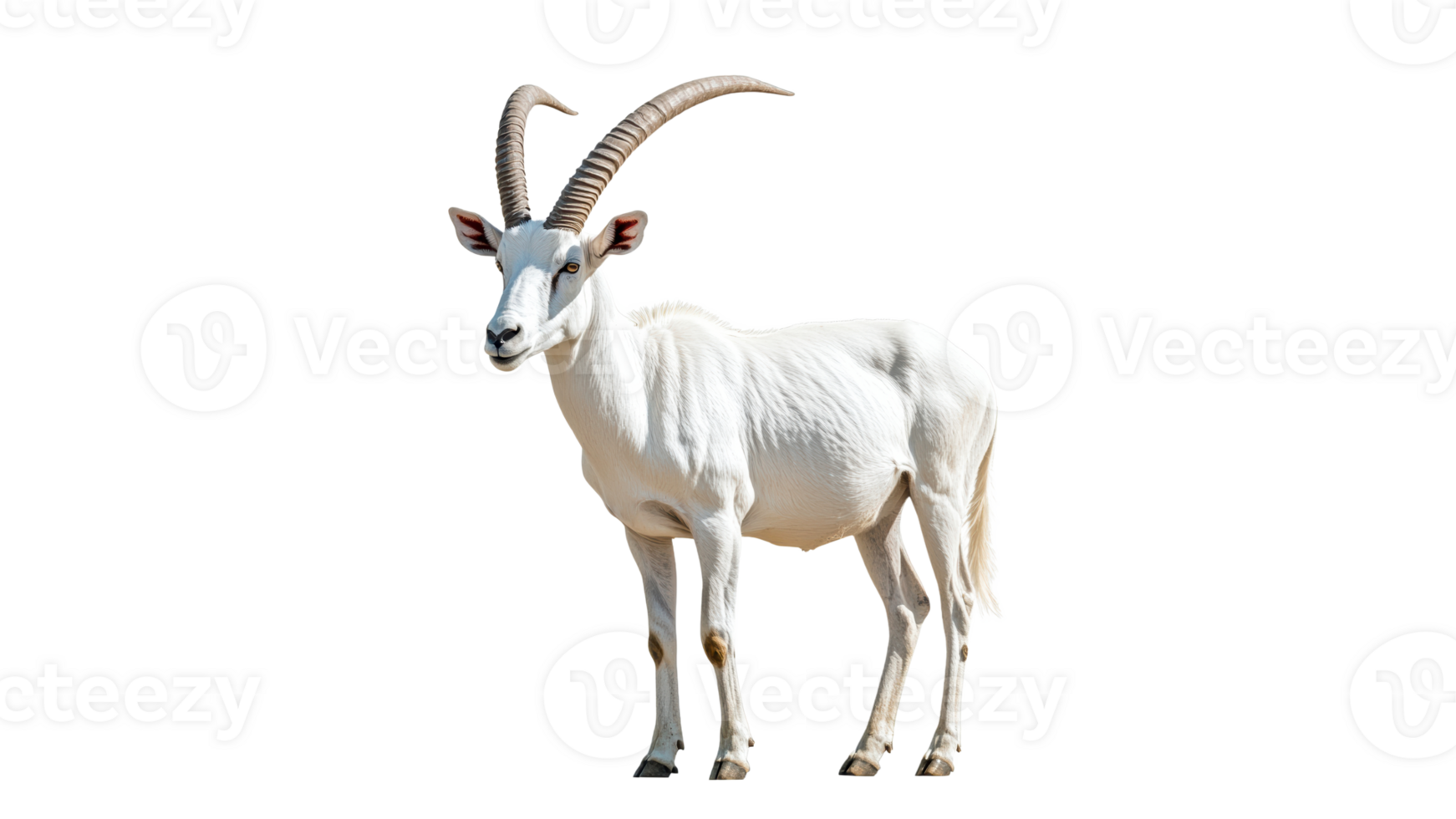 White goat standing proudly in bright sunlight png