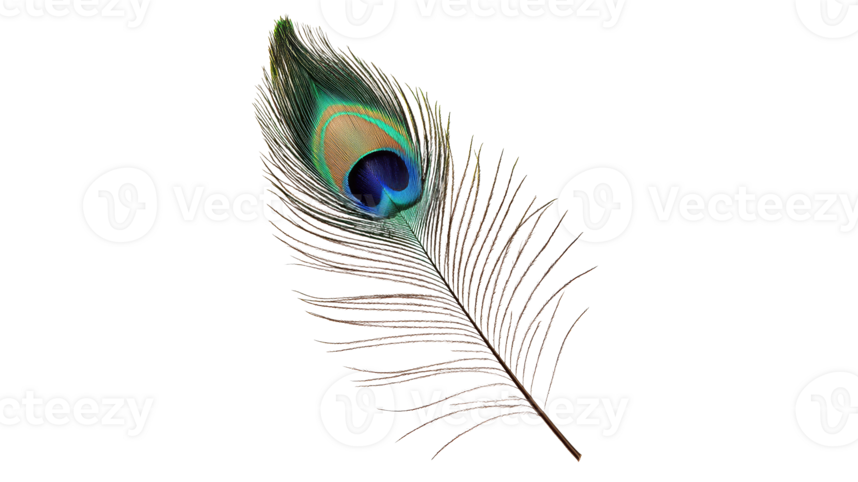 Colorful peacock feather resting on white surface png