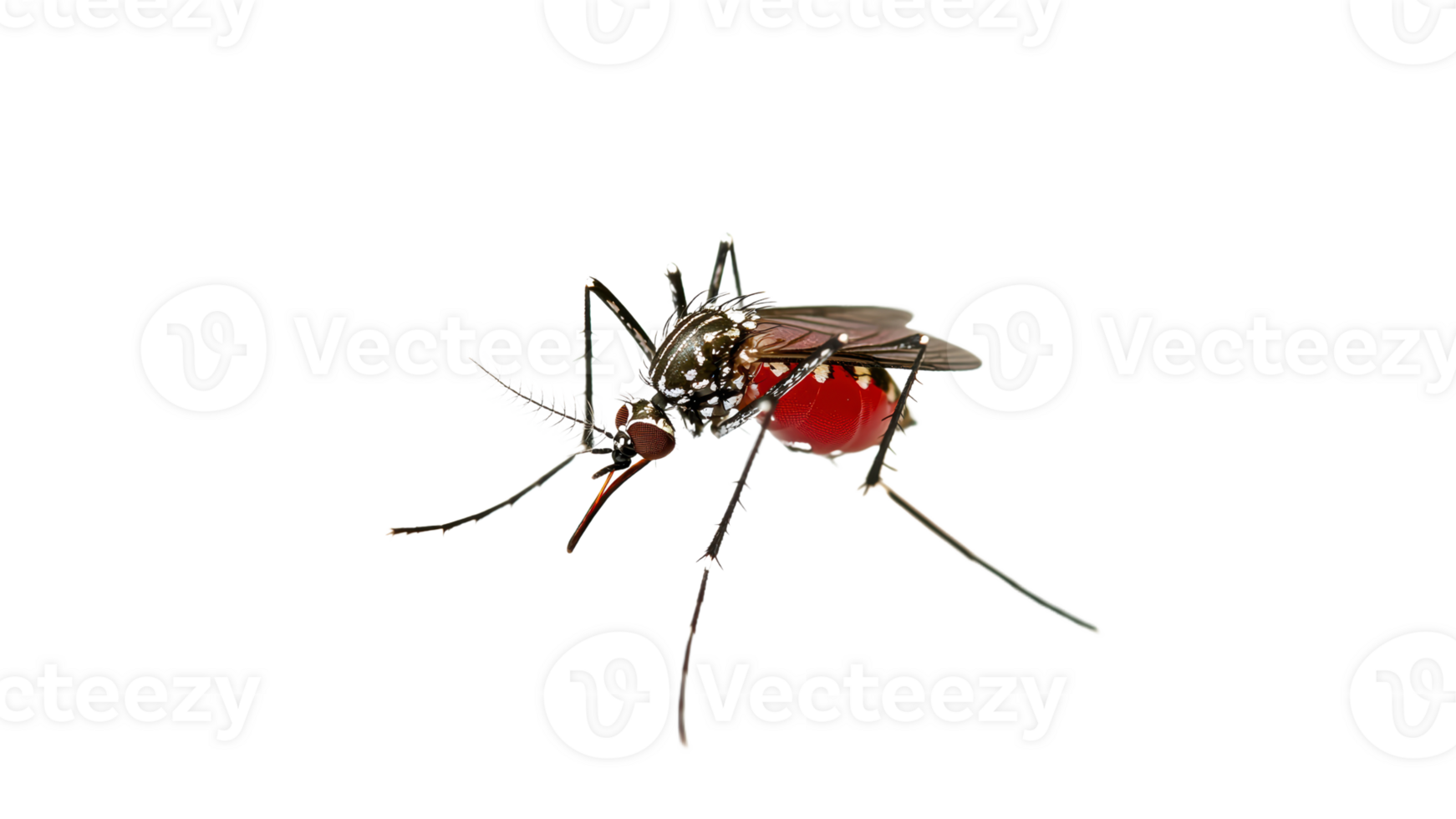 Mosquito feeding on blood in natural habitat png