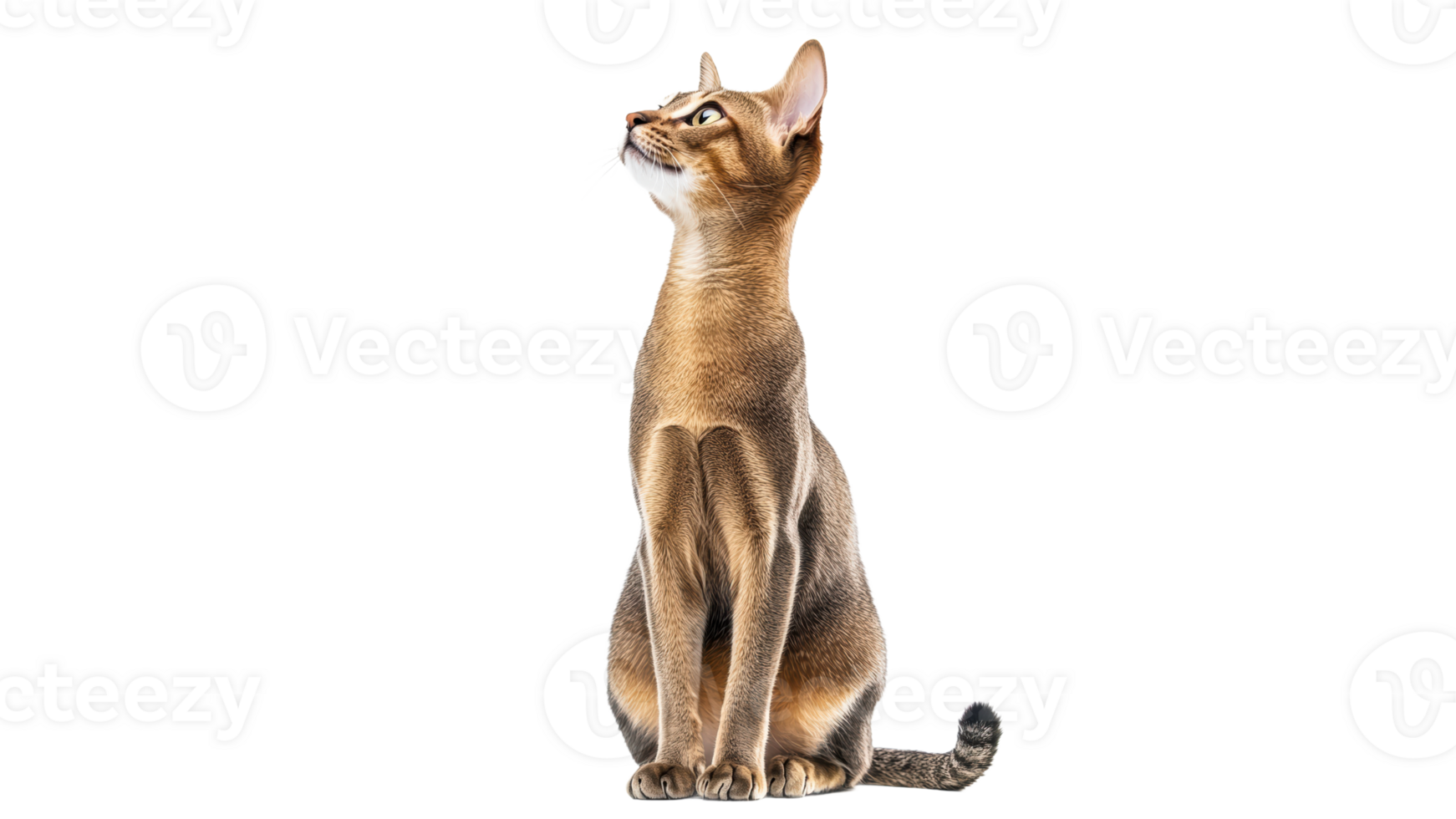 Cat sitting and looking up with alert expression png