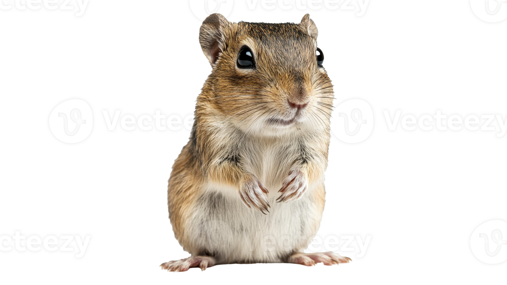 Cute small animal standing on its hind legs png