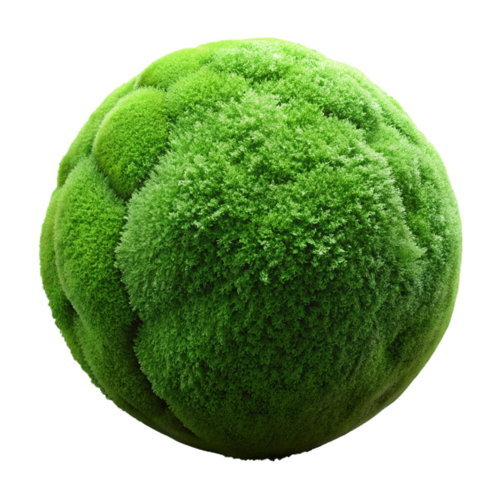 beautiful artistic Green Moss Texture Close Up Transparent Background exclusive png