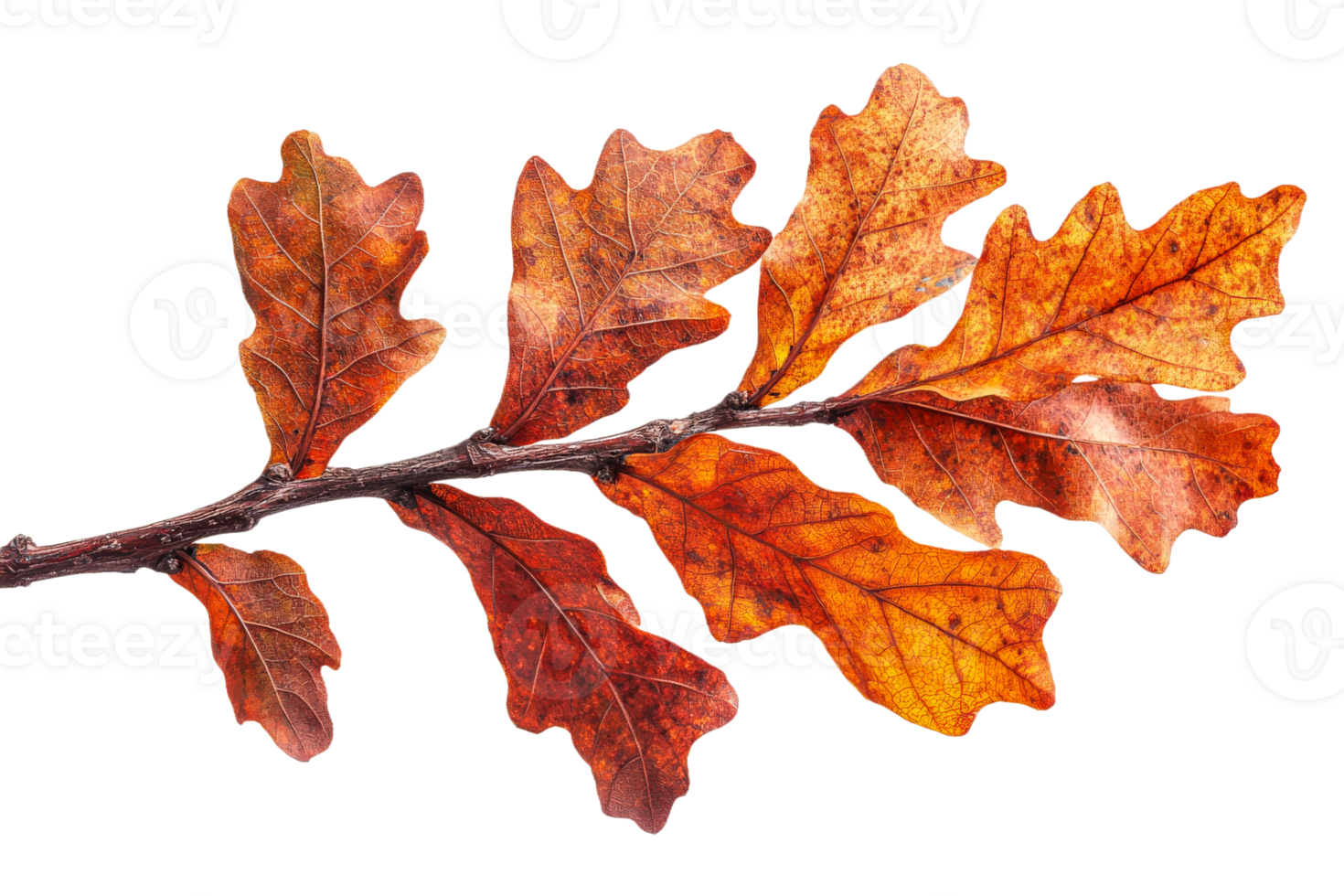 Autumn oak leaves on a branch png