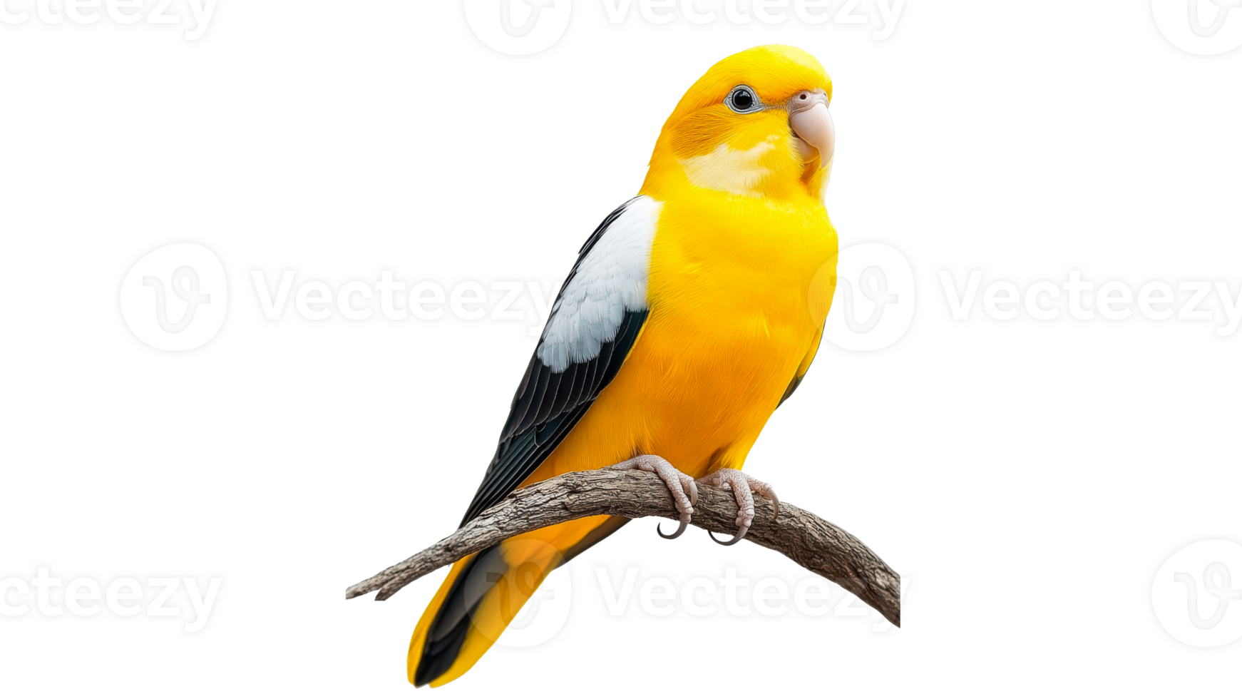 Colorful bird perched on a branch in nature transparent background png