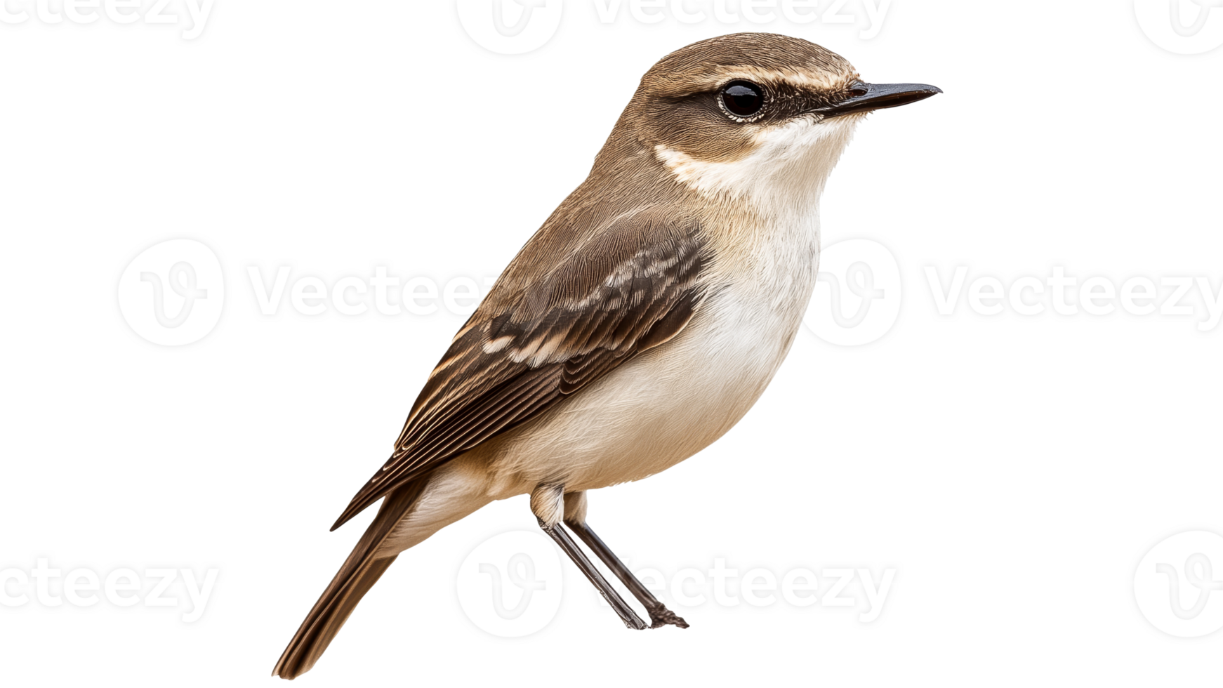 Small brown bird perched with alert expression png