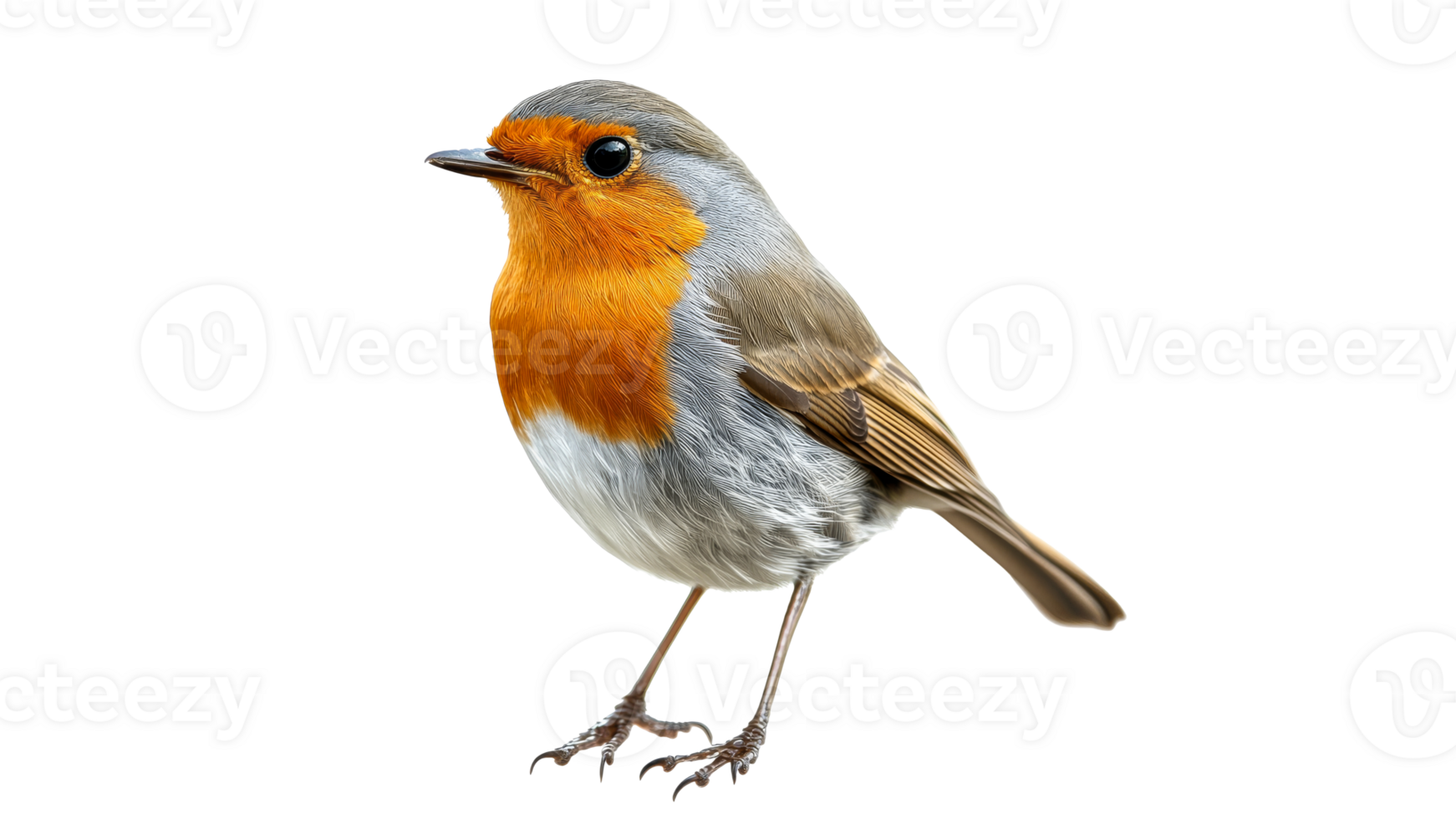 Colorful bird stands on a white surface png