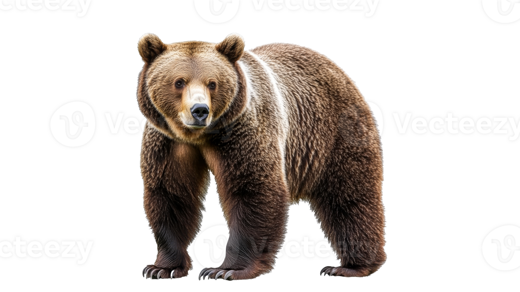 Grizzly bear on all fours in nature png