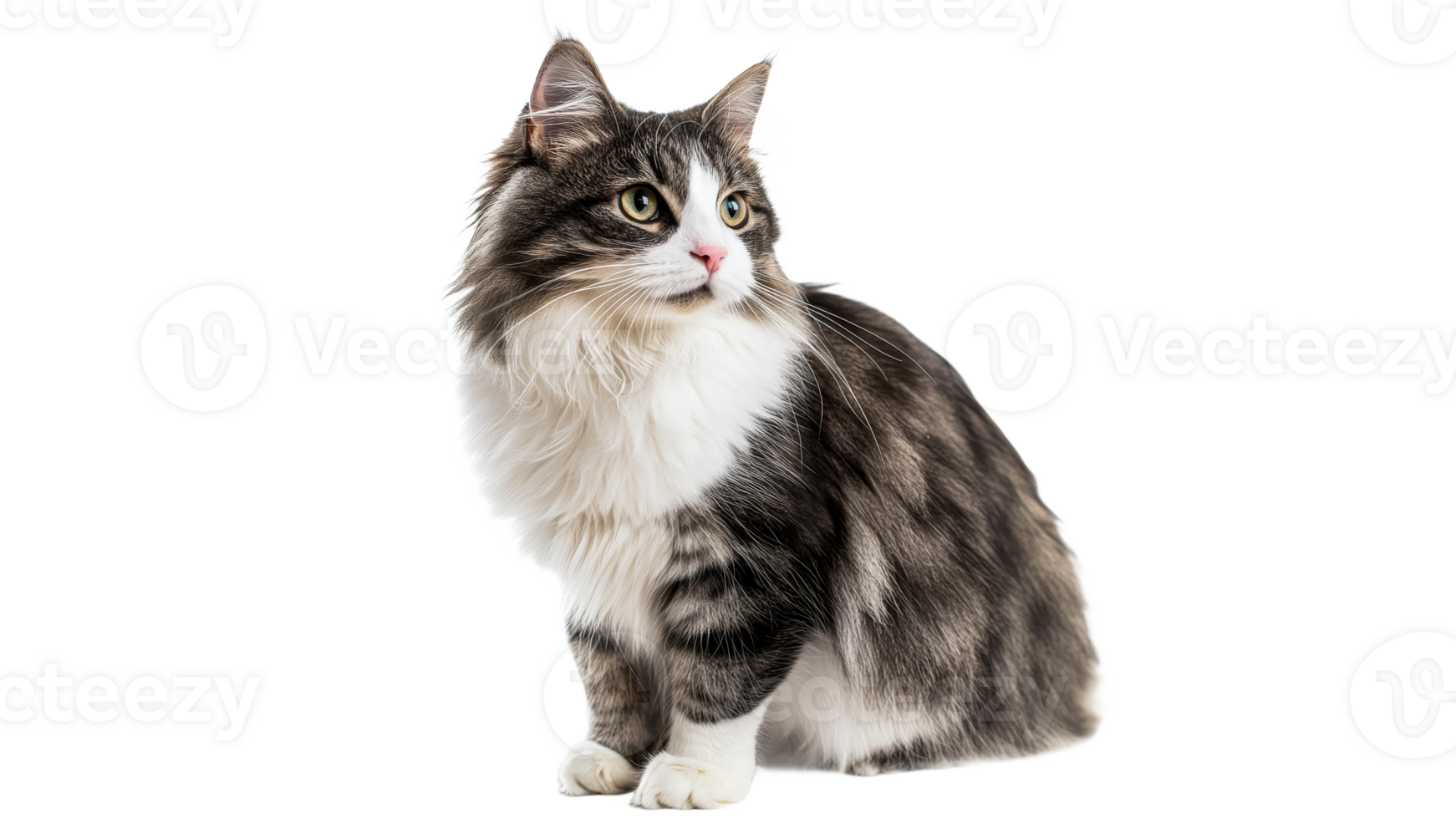 Beautiful gray and white cat sitting calmly png