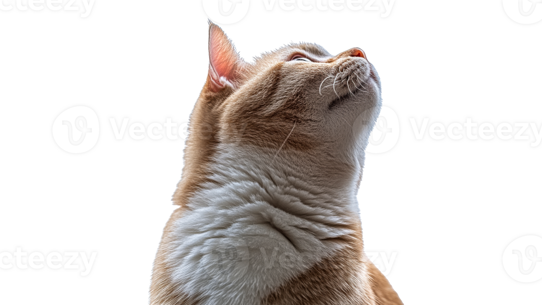 Curious cat gazes upward with playful interest png