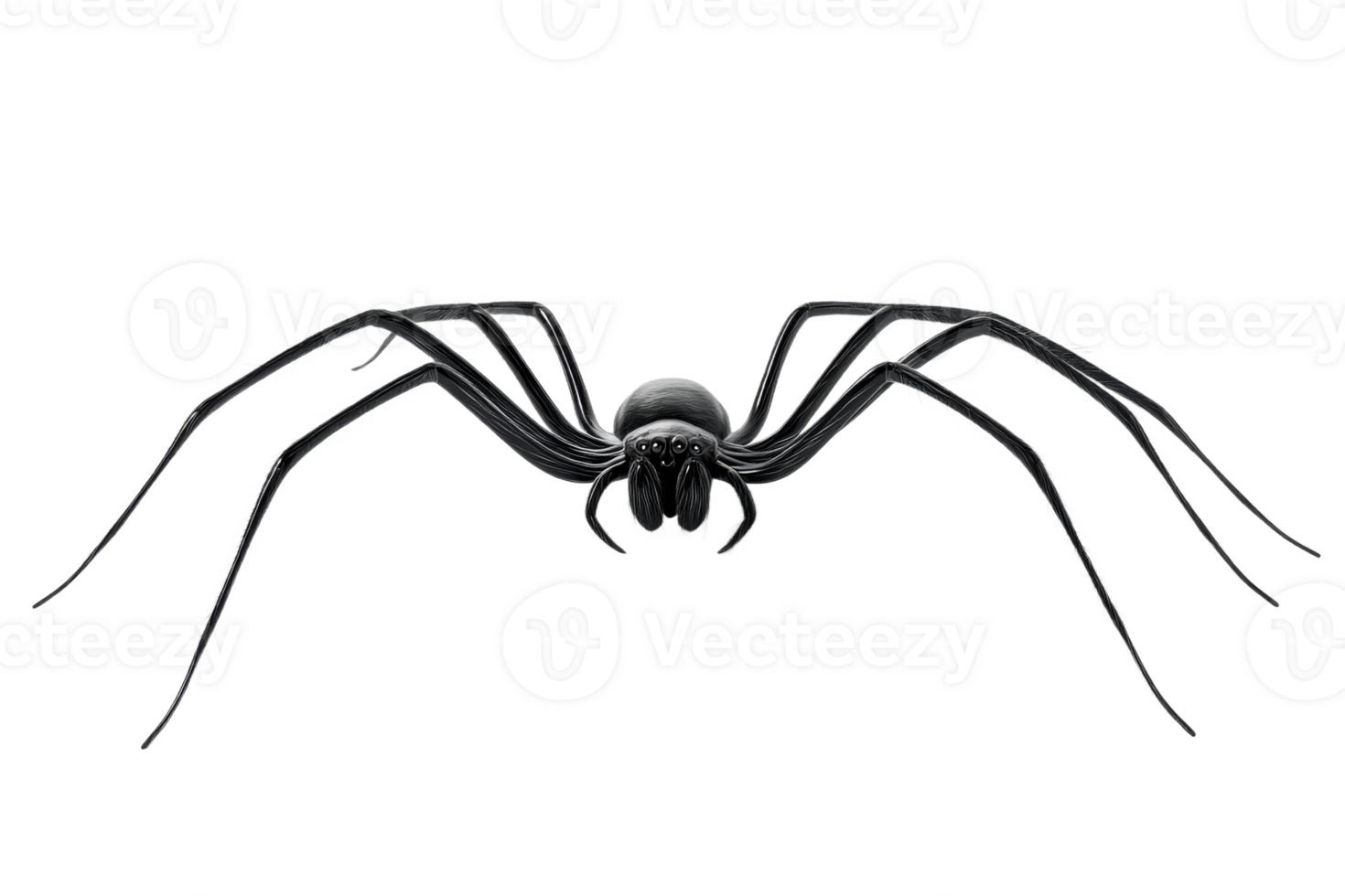 Realistic black spider with detailed features png
