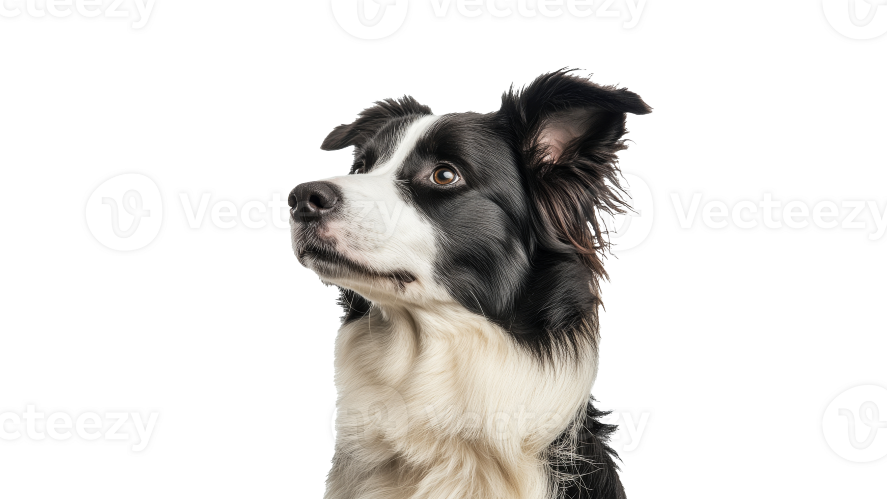 Border collie breeds for companionship and agility png