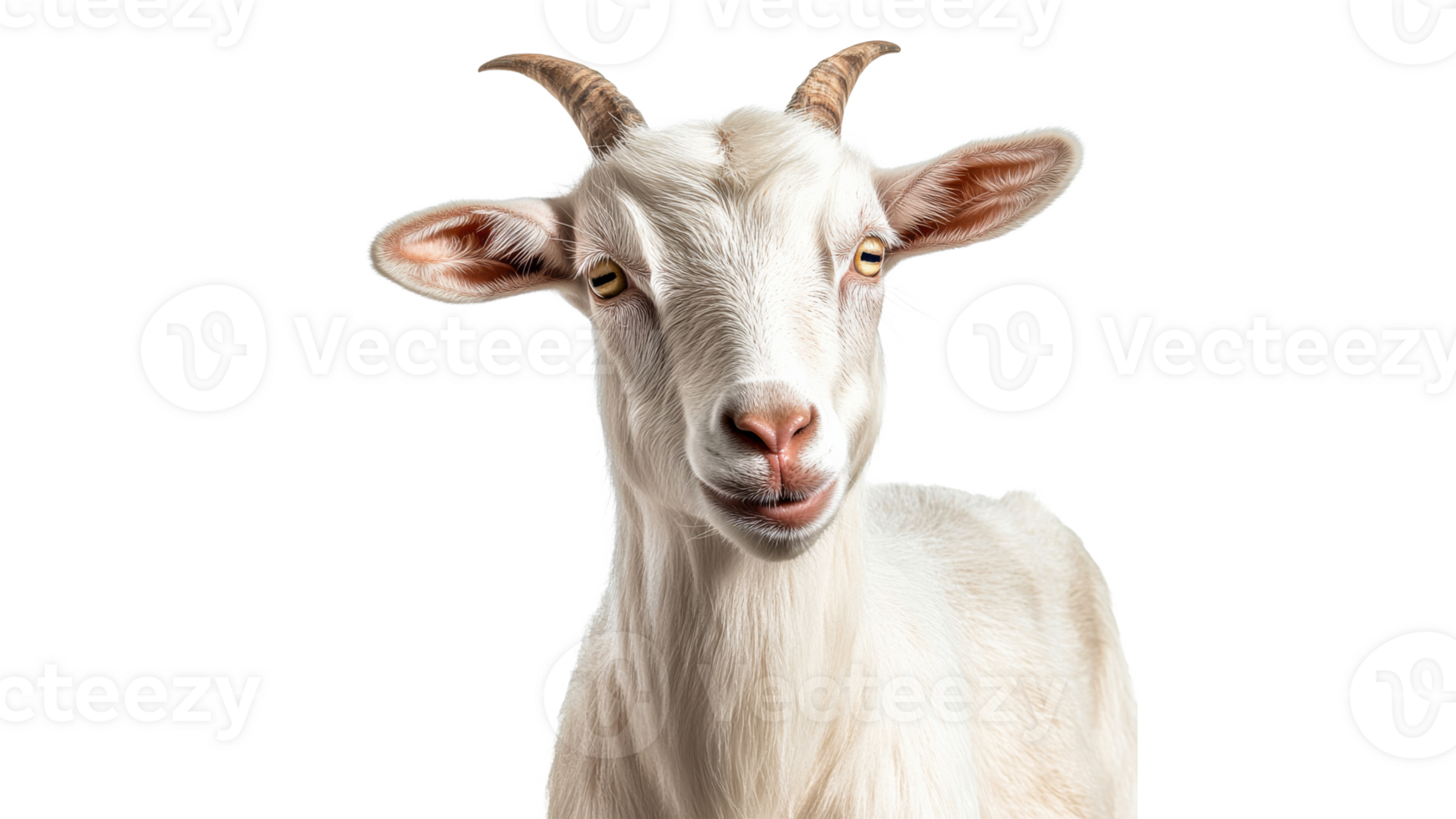 Goat close up on white background png