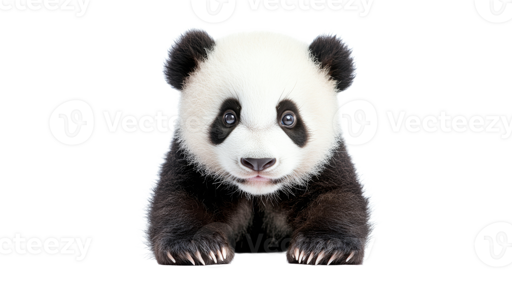 Cute panda cub crawling towards the camera png