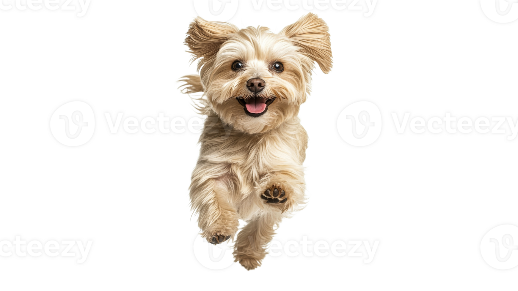 Happy dog leaps joyfully in bright surroundings png