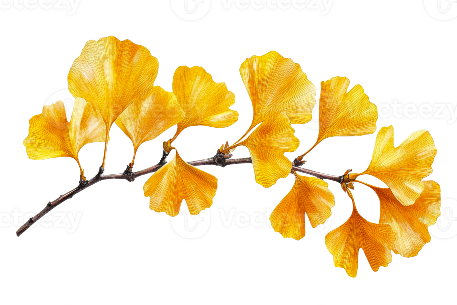 Yellow ginkgo leaves on a branch in autumn light png