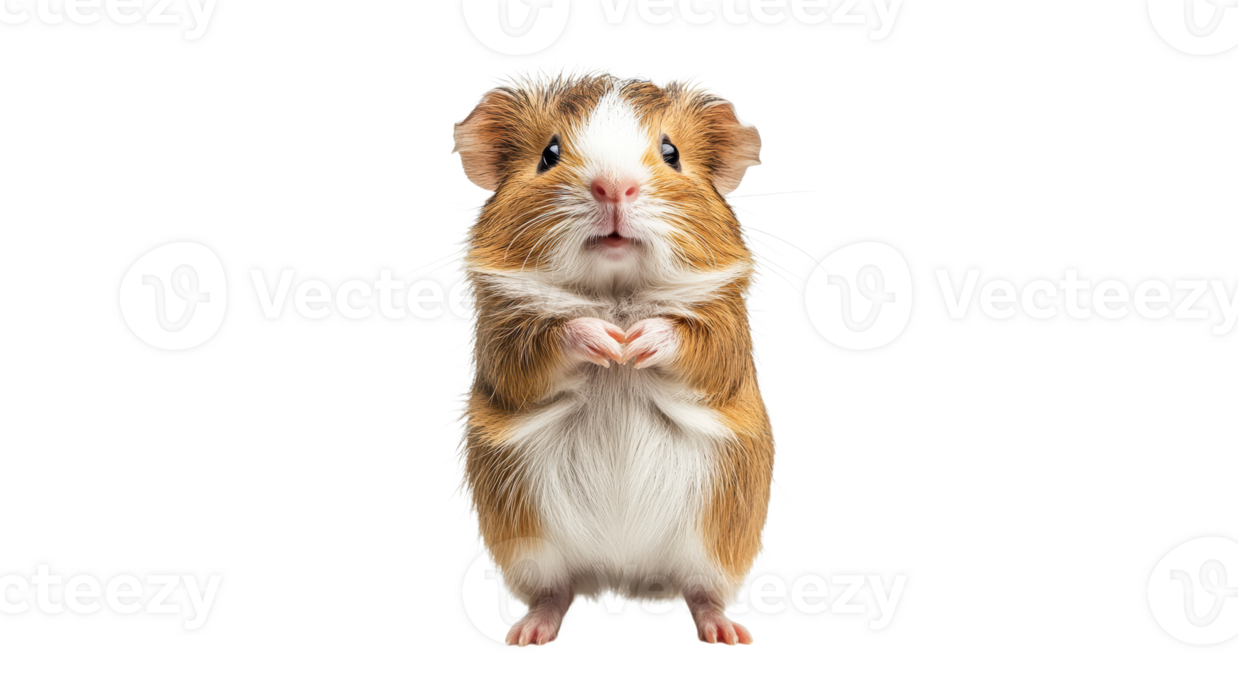 Cute guinea pig standing with expressive paws png