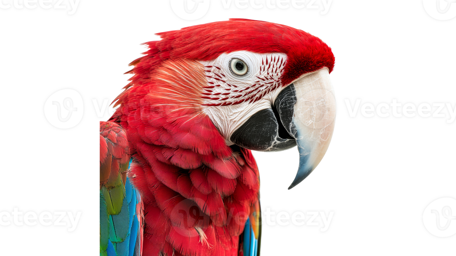Close up of a bright red parrot png