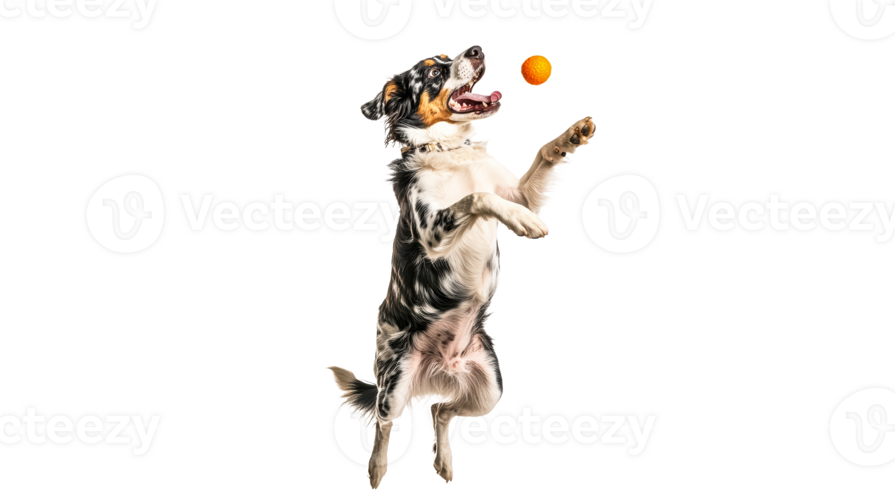 Dog leaps to catch a ball during playtime png